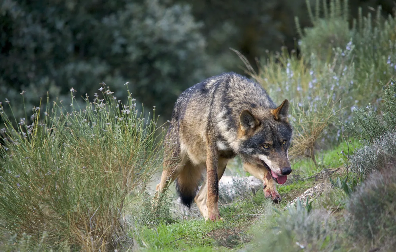 Фото обои fantasy, nature, art, snow, predator, face, animal, wolf