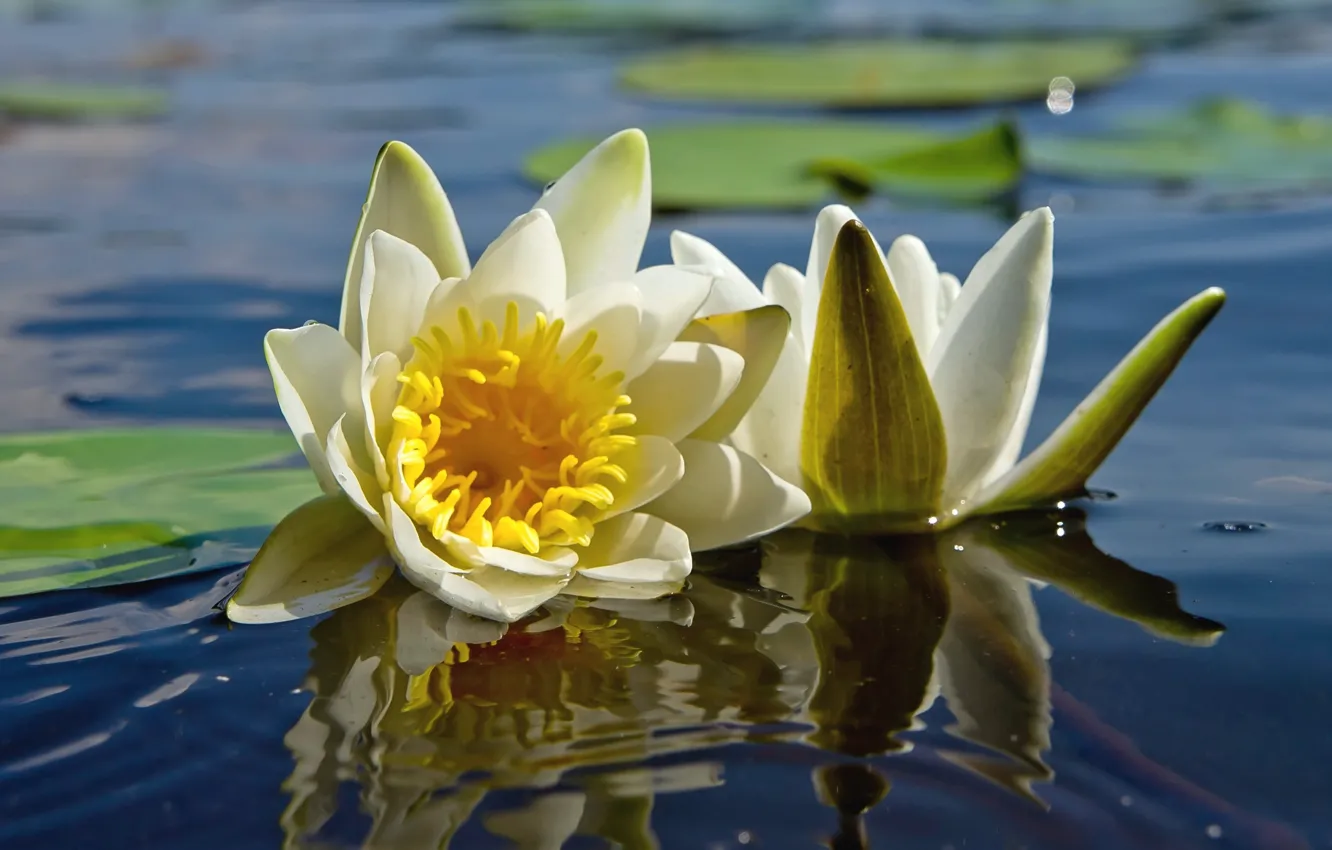 Фото обои цветы, озеро, водяные лилии
