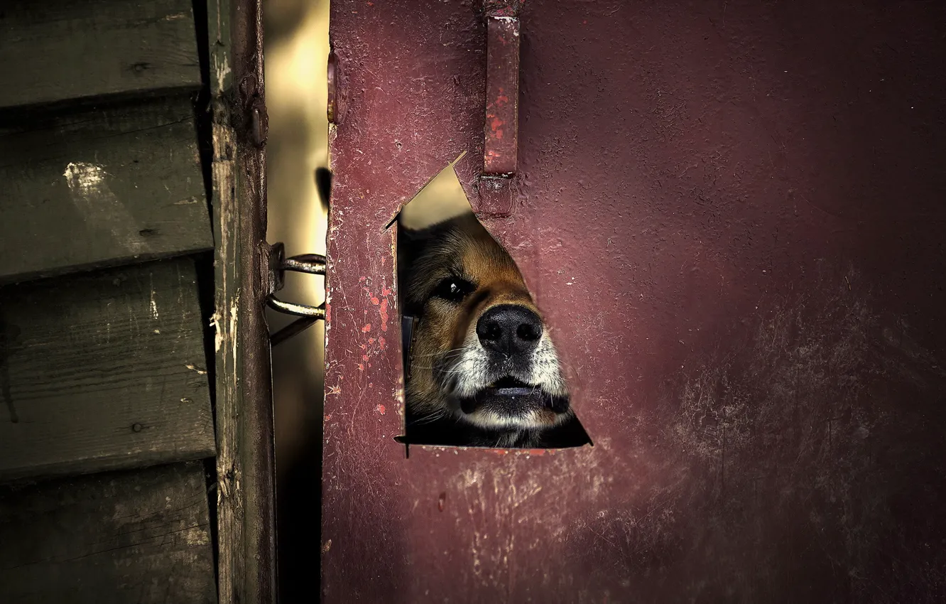 Фото обои фон, собака, дверь