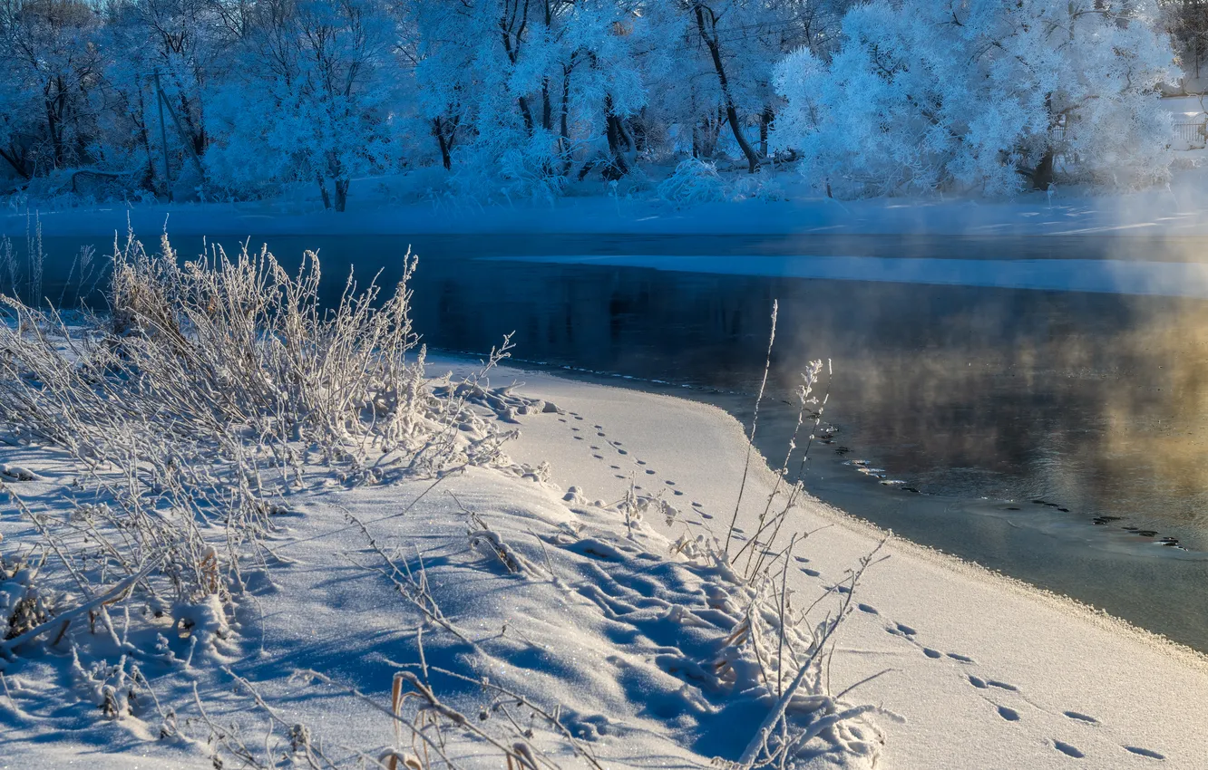 Фото обои ice, forest, water, snow, cold