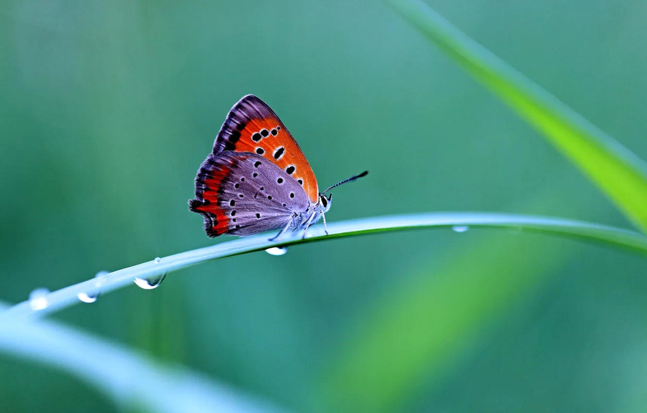 Фото обои трава, капли, бабочка, контраст