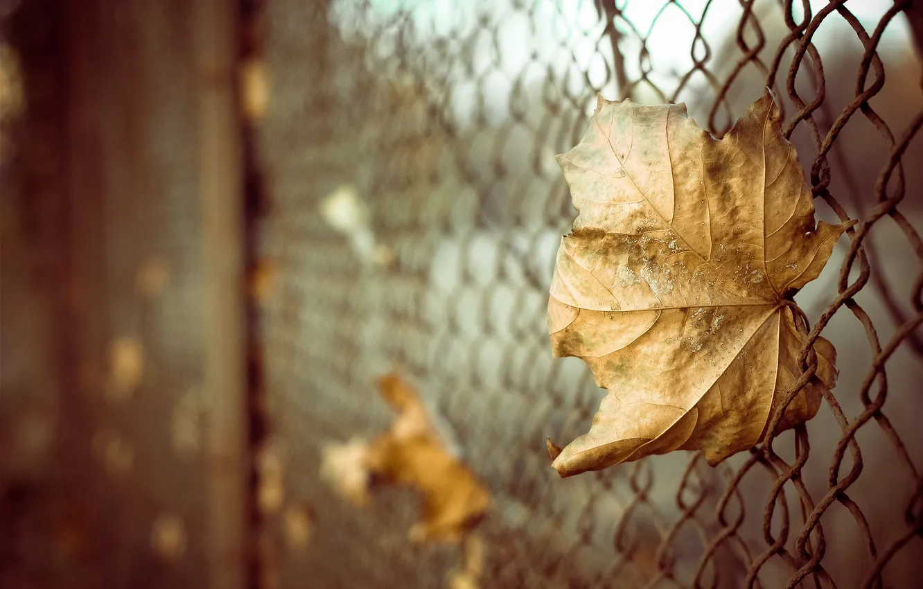 Фото обои осень, листья, макро, сетка, забор, боке