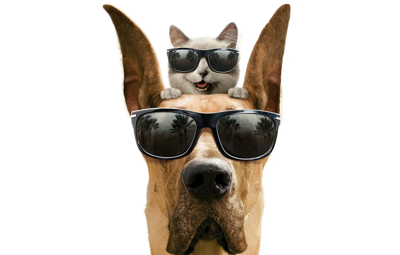 Фото обои кот, улыбка, собака, очки, белый фон, дог, мармадюк, Marmaduke
