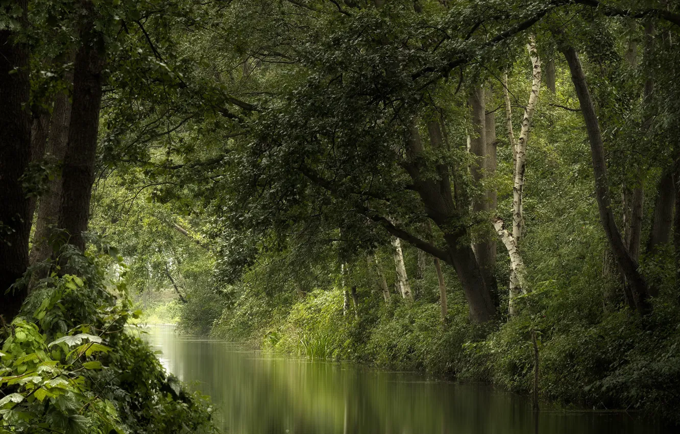 Фото обои лес, лето, река