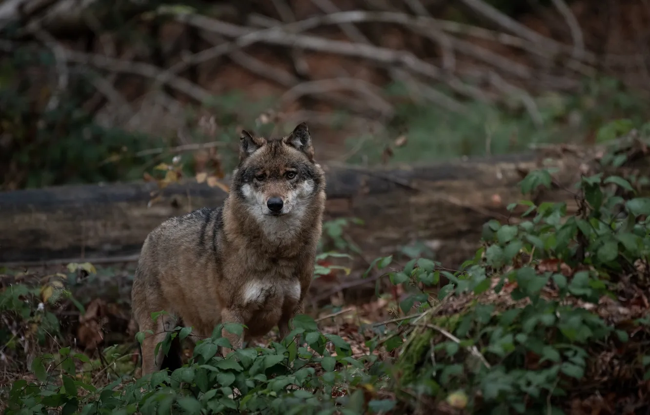 Фото обои nature, snow, predator, face, animal, wolf, wildlife, portrait