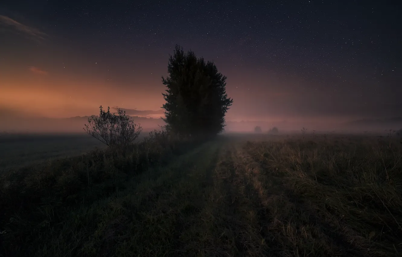 Фото обои поле, ночь, туман