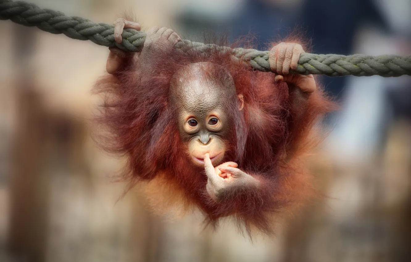 Фото обои обезьяна, monkey, орангутан, orangutan, Antje Wenner-Braun