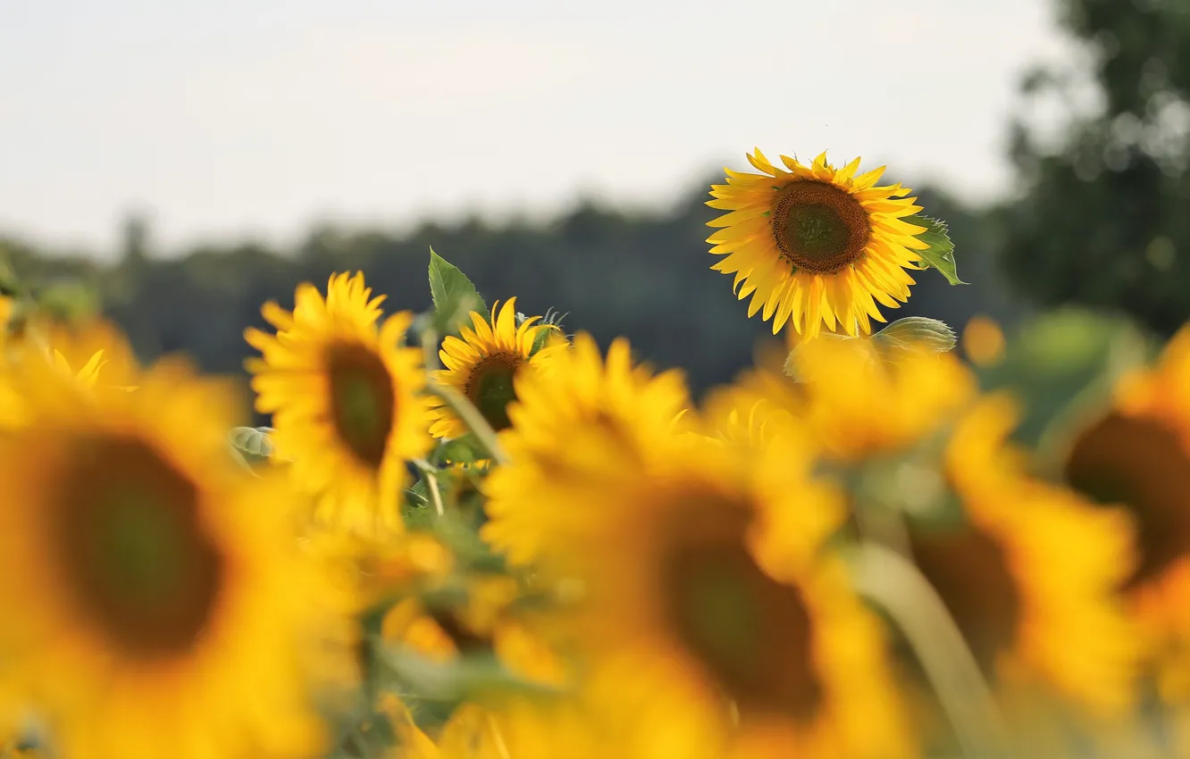 Фото обои поле, лето, небо, подсолнухи, цветы, желтые, много, подсолнечник