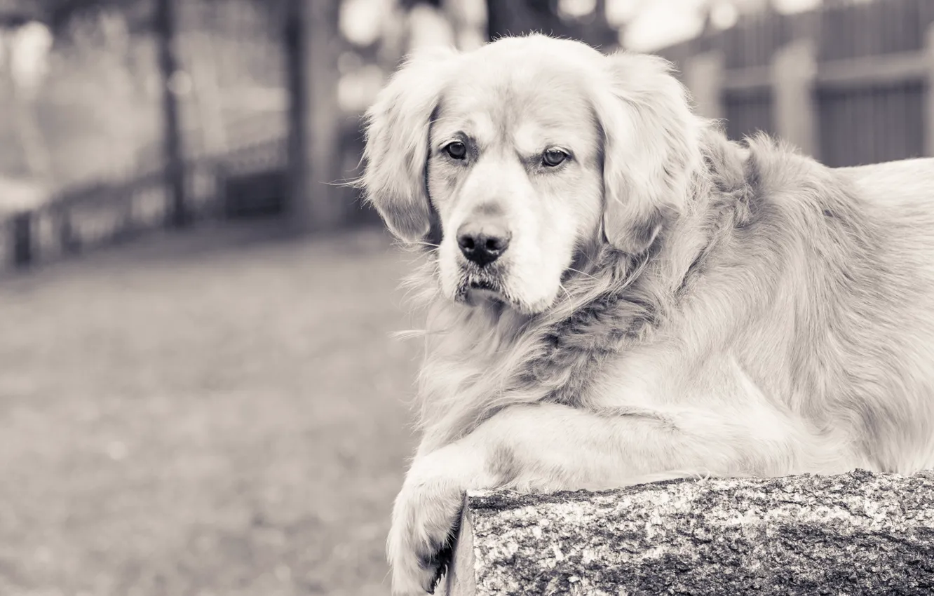 Фото обои взгляд, друг, собака, Golden Retriever