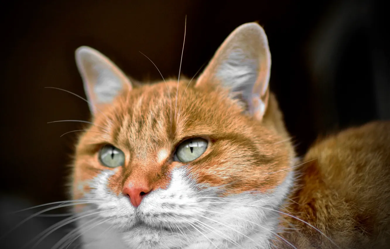 Фото обои green eyes, Cat, animal, fur, ears, whiskers, feline, snout