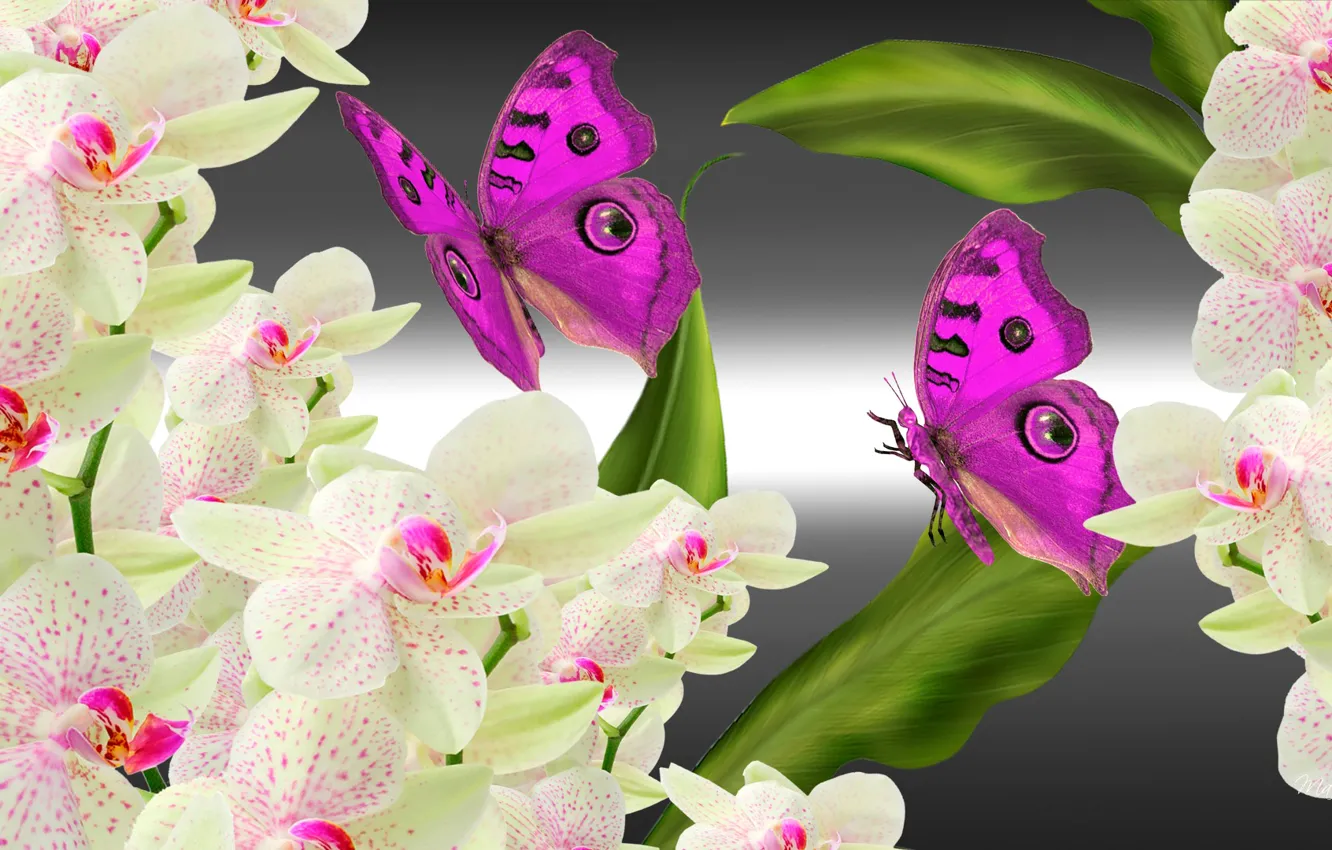 Фото обои цветы, коллаж, бабочка, орхидея