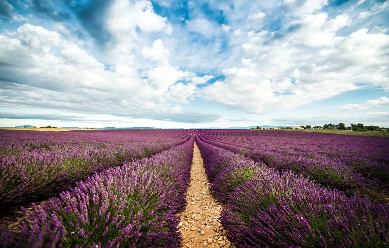Фото обои пути, горизонт, лаванда, lavender, horizon, path, field of lavender, поле лаванды