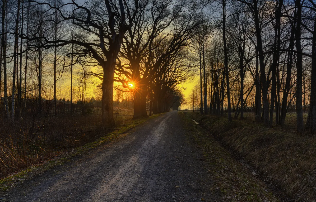 Фото обои дорога, осень, деревья, закат, Nature, road, trees, sunset