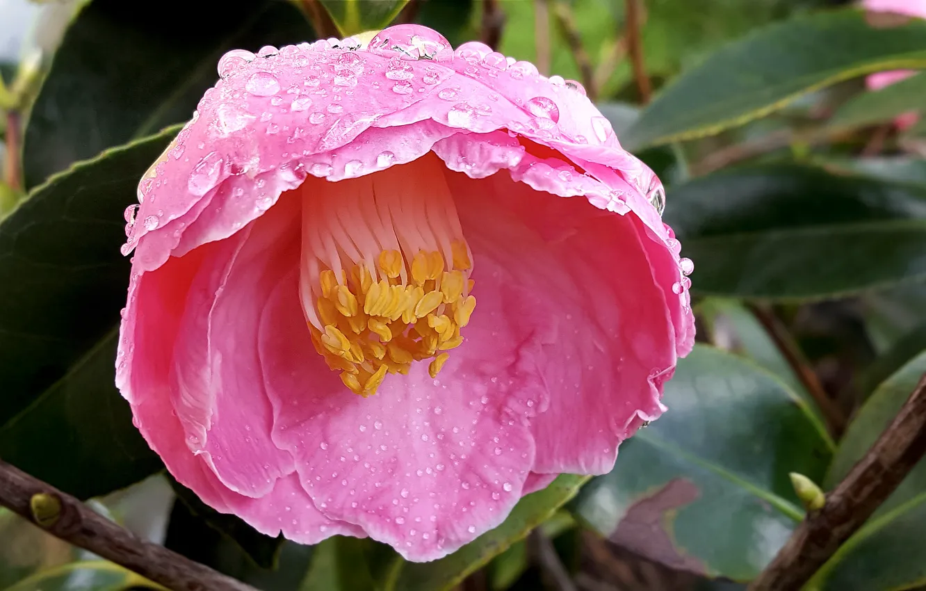 Фото обои Макро, камелия, Macro, Drops, Blossom, Camellia, Капли Дождя, Розовый цветок
