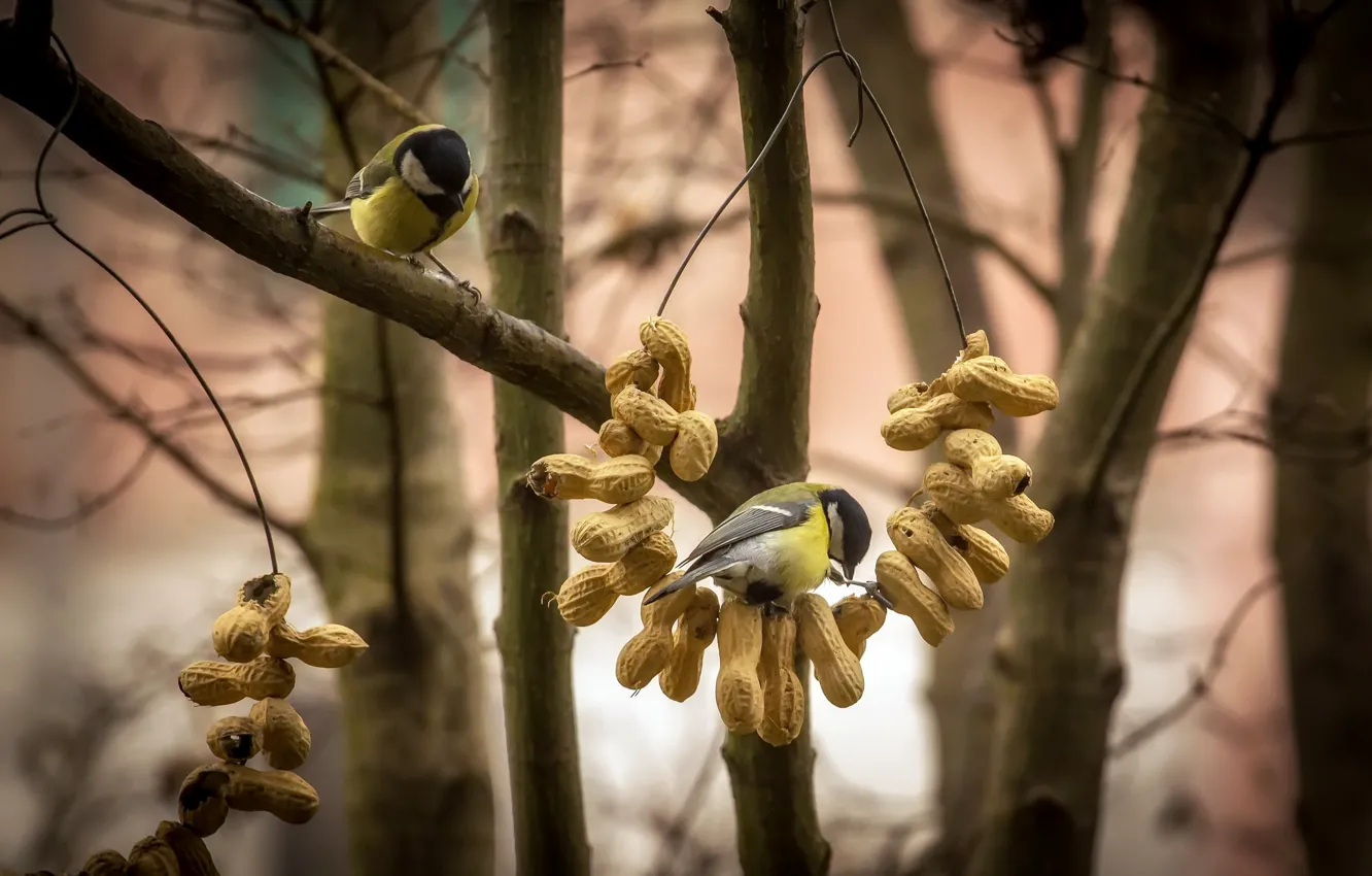 Фото обои птицы, природа, орехи