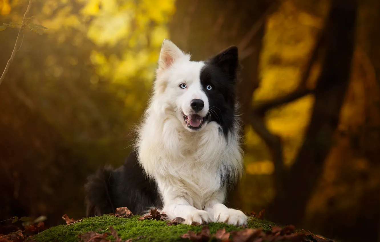 Фото обои осень, лес, взгляд, листья, черно-белая, собака, бордер-колли