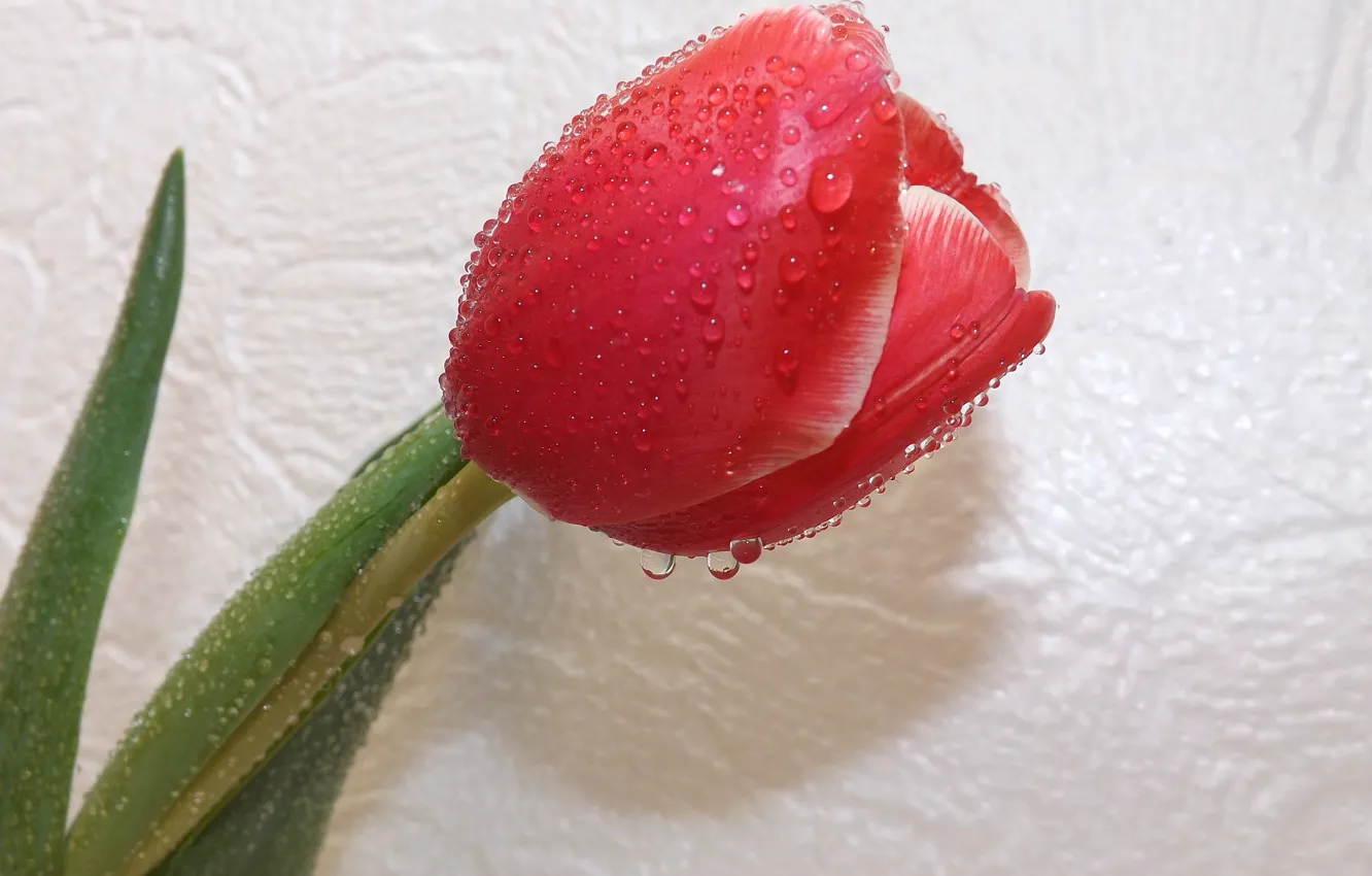 Фото обои цветок, капли, тюльпан, весна