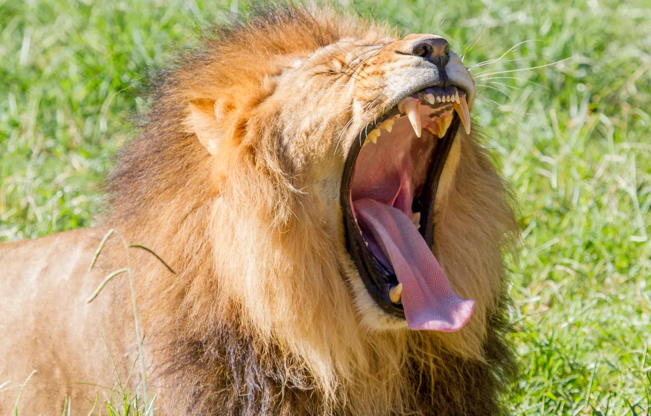 Фото обои язык, кошка, морда, лев, пасть, клыки, зевает