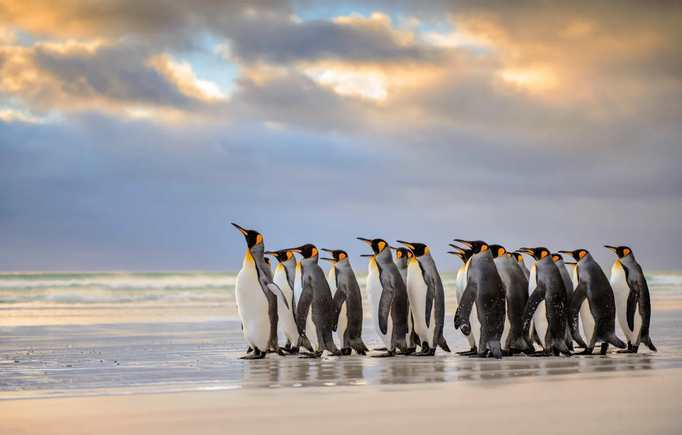 Фото обои пляж, Атлантический океан, Королевские пингвины, Фолклендские острова