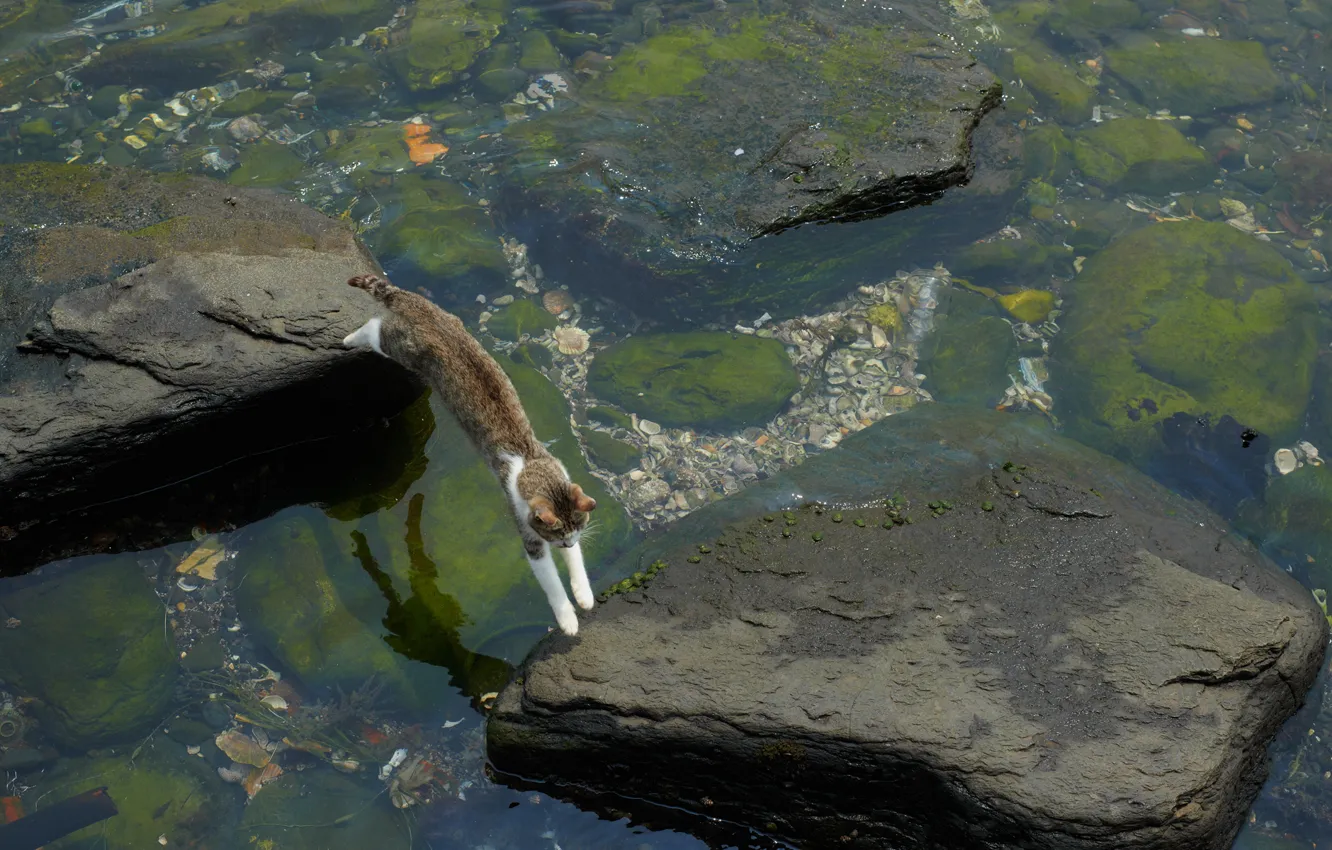 Фото обои кот, вода, водоросли, камни, прыжок, мель