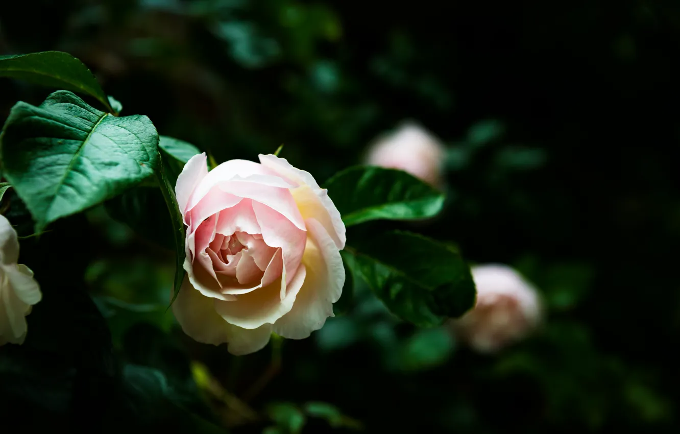 Фото обои макро, природа, роза, куст, сад, бутоны