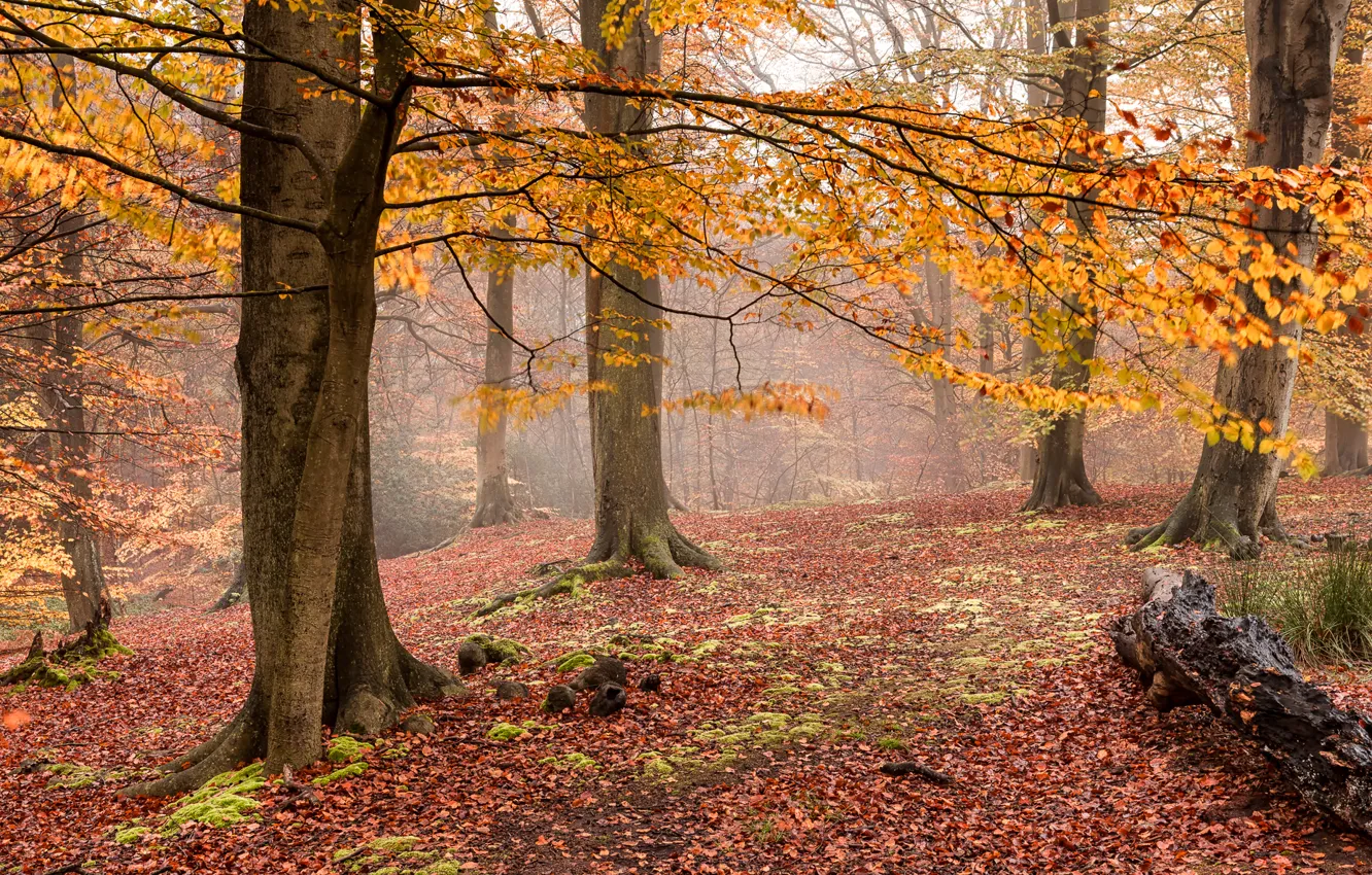 Фото обои осень, лес, туман, желтые листья