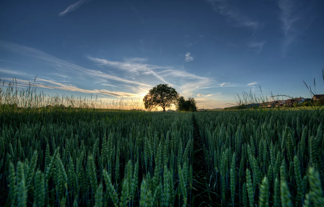 Фото обои поле, небо, трава, солнце, пейзаж, закат, дерево, колоски