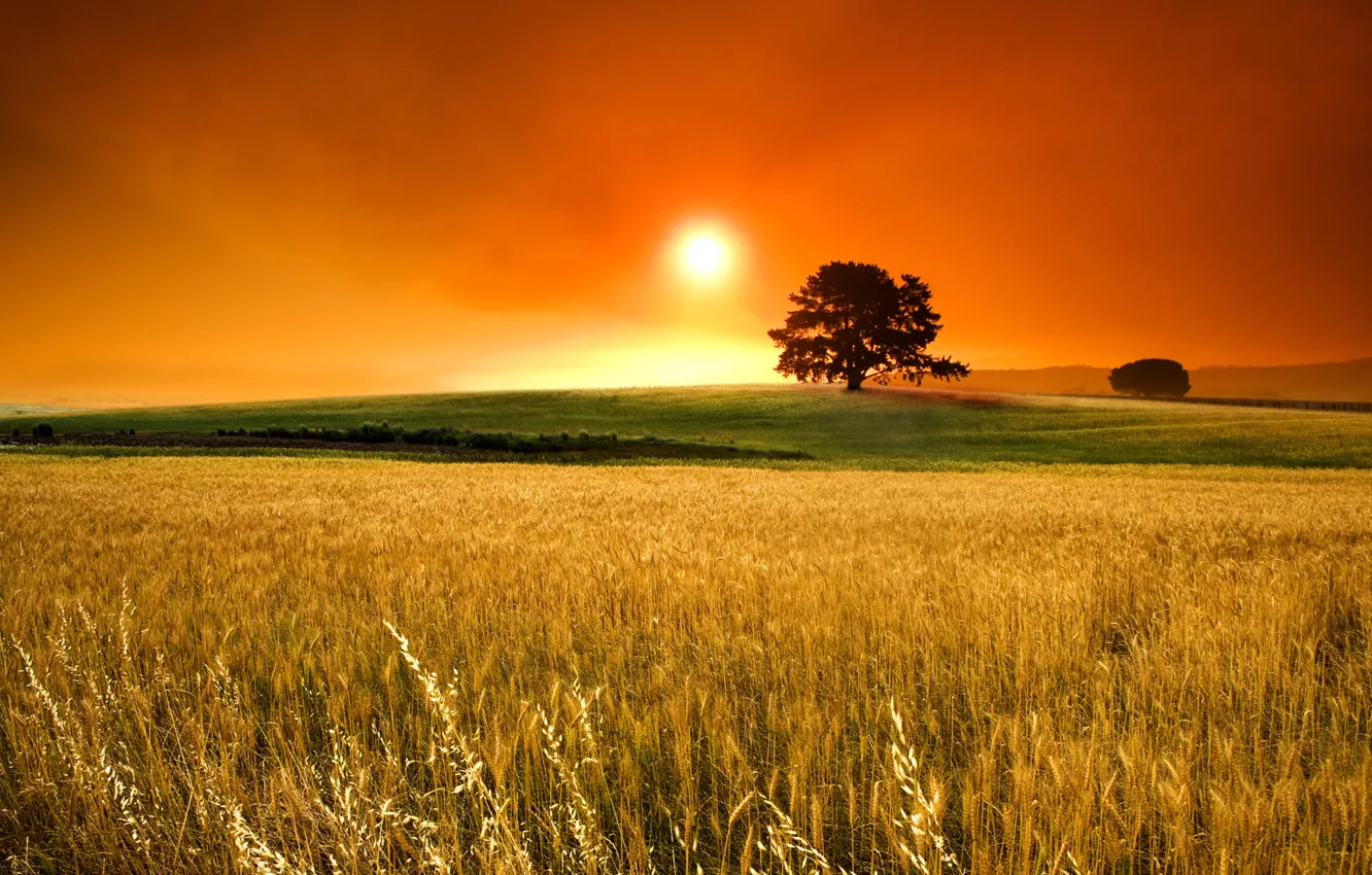 Фото обои поле, солнце, горизонт, колоски