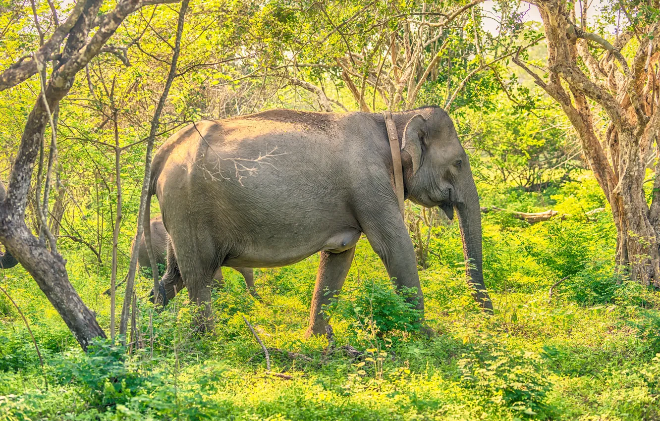 Фото обои зелень, лес, трава, солнце, деревья, слоны, кусты, Шри-Ланка