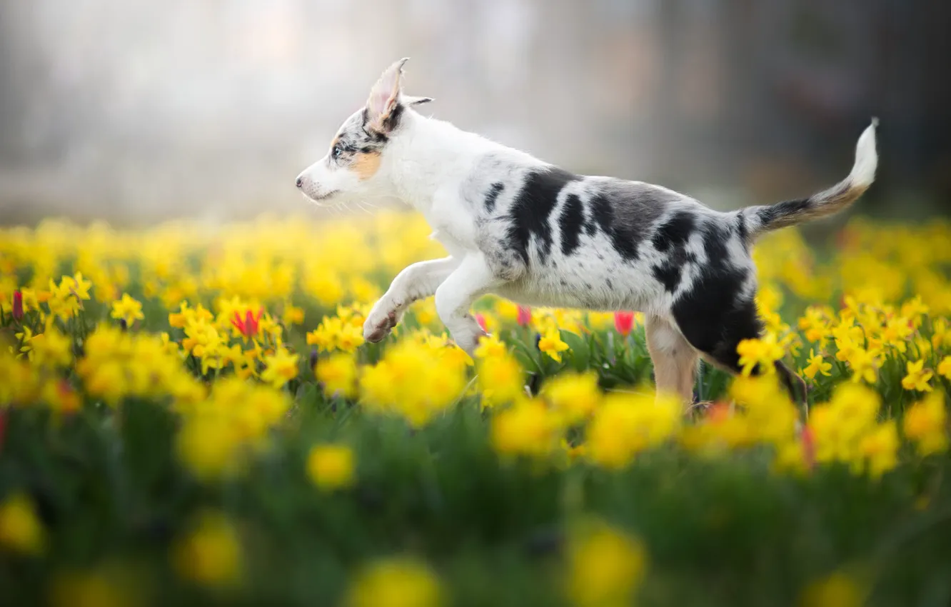 Фото обои поле, белый, цветы, природа, парк, фон, поляна, собака