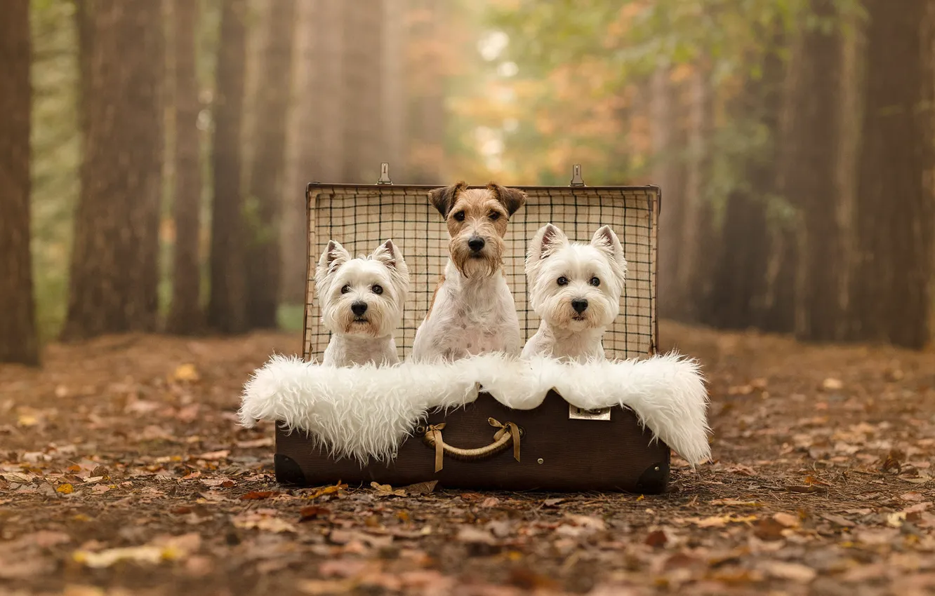 Фото обои осень, лес, собаки, парк, листва, собака, мех, чемодан