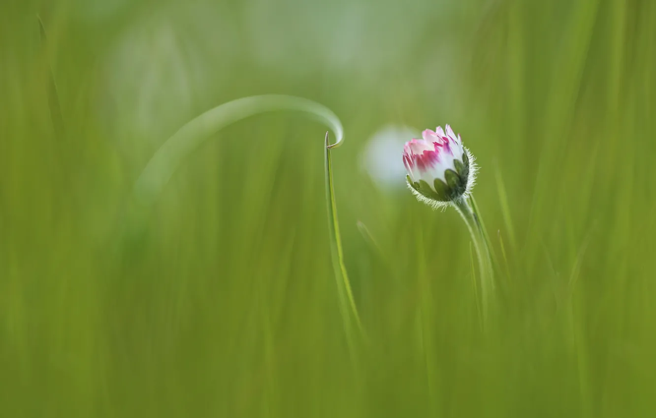 Фото обои цветок, трава, grass, flower, Anna Zuidema