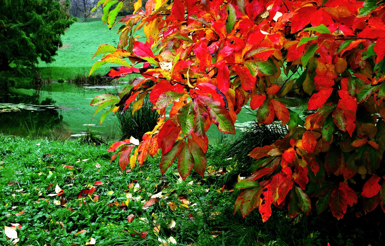 Фото обои осень, трава, листья, пруд, куст