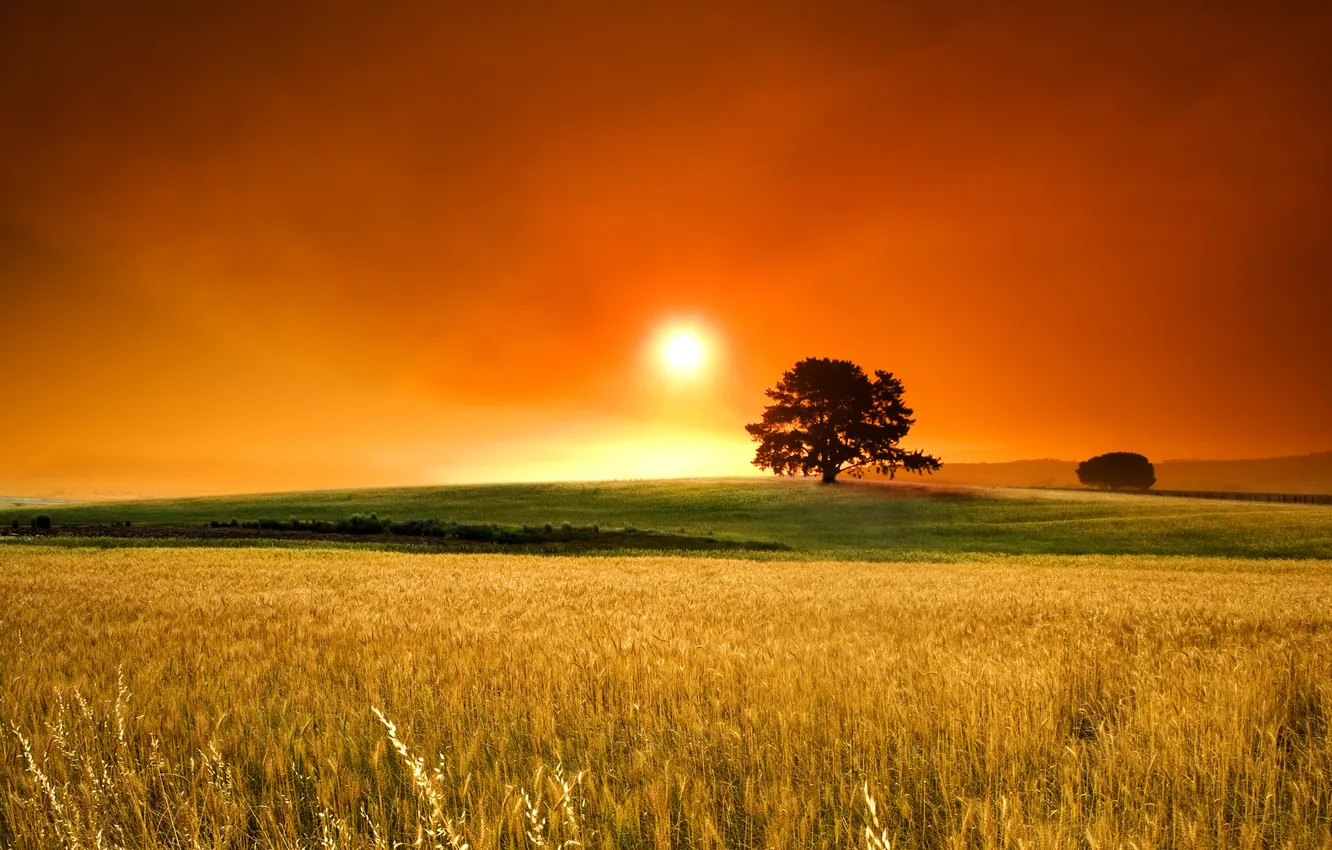Фото обои пшеница, поле, трава, деревья, фото, дерево, пейзажи
