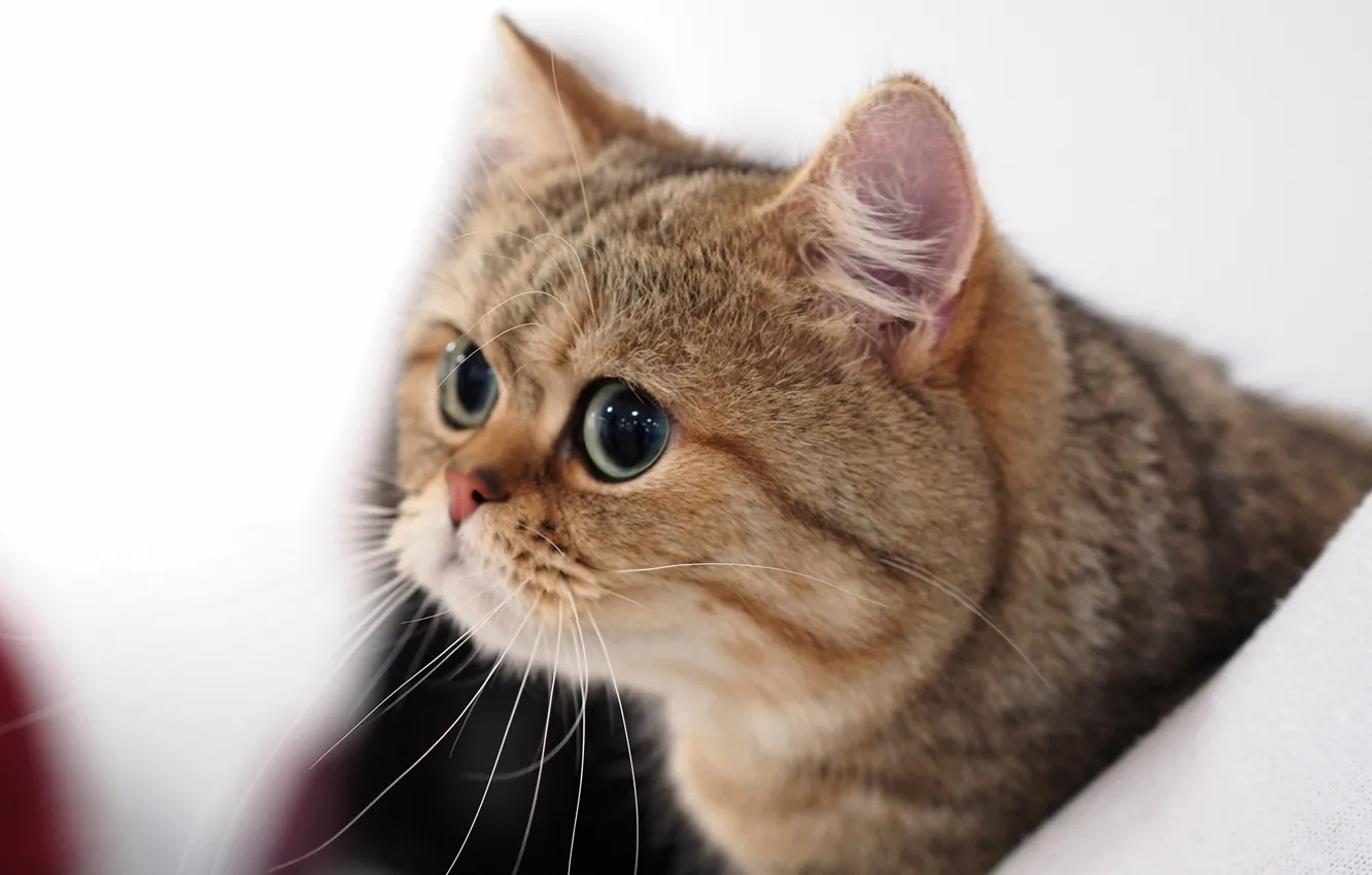 Фото обои кот, взгляд, портрет, мордочка, котэ, глазища, котейка, Британская короткошёрстная кошка