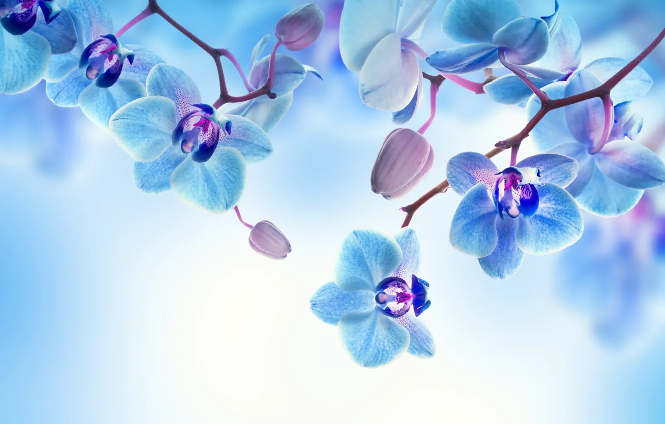 Фото обои цветы, фон, лепестки, цветение, орхидея