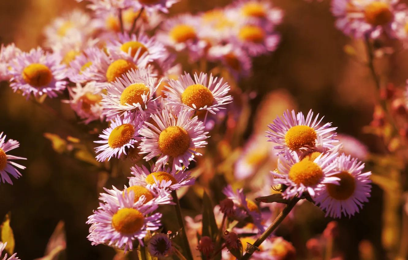 Фото обои flower, garden, blooming