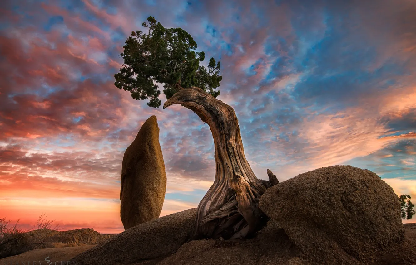 Фото обои природа, дерево, скалы, california, america, joshua tree
