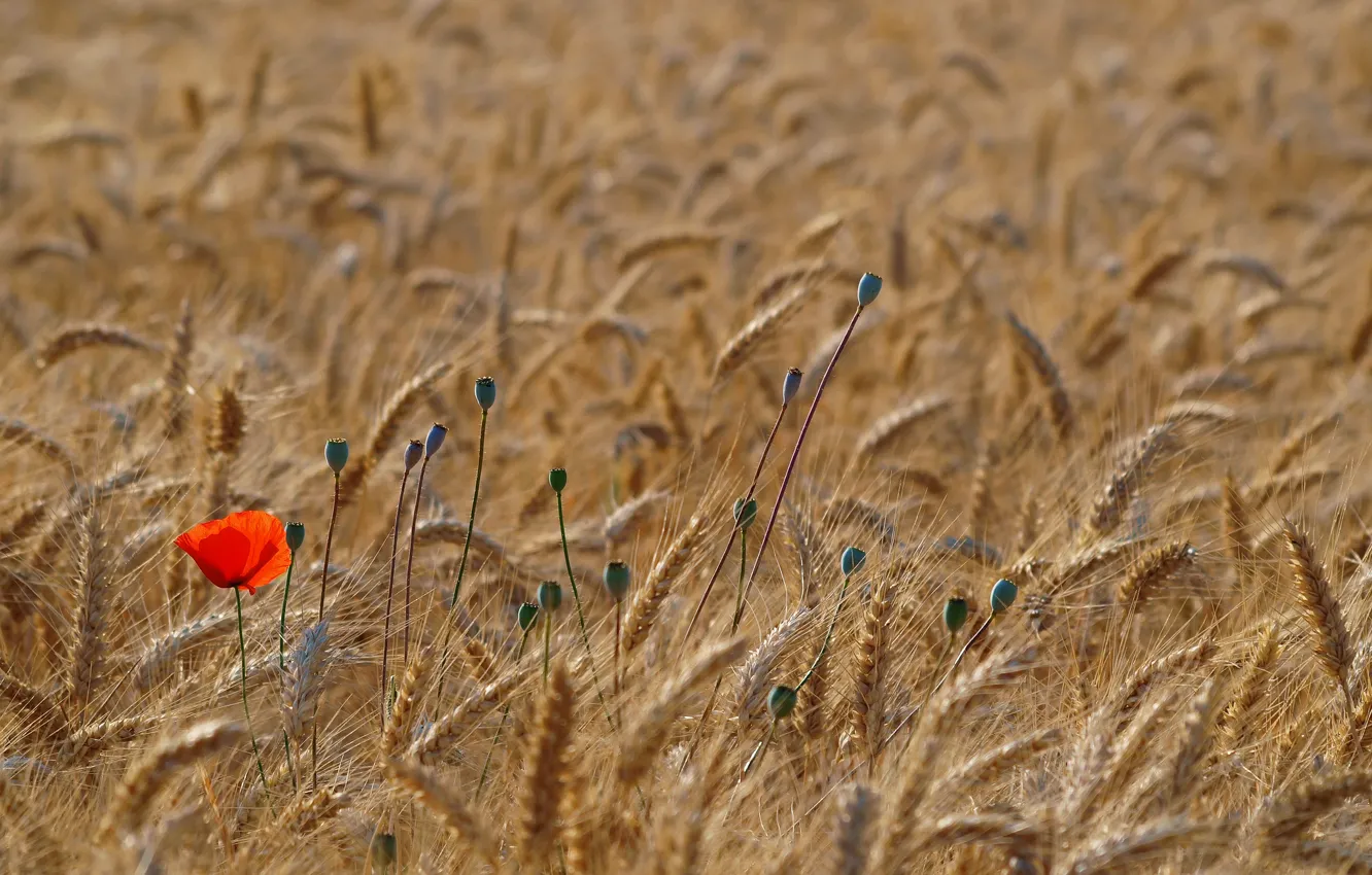 Фото обои пшеница, поле, красный, мак, маки, колоски