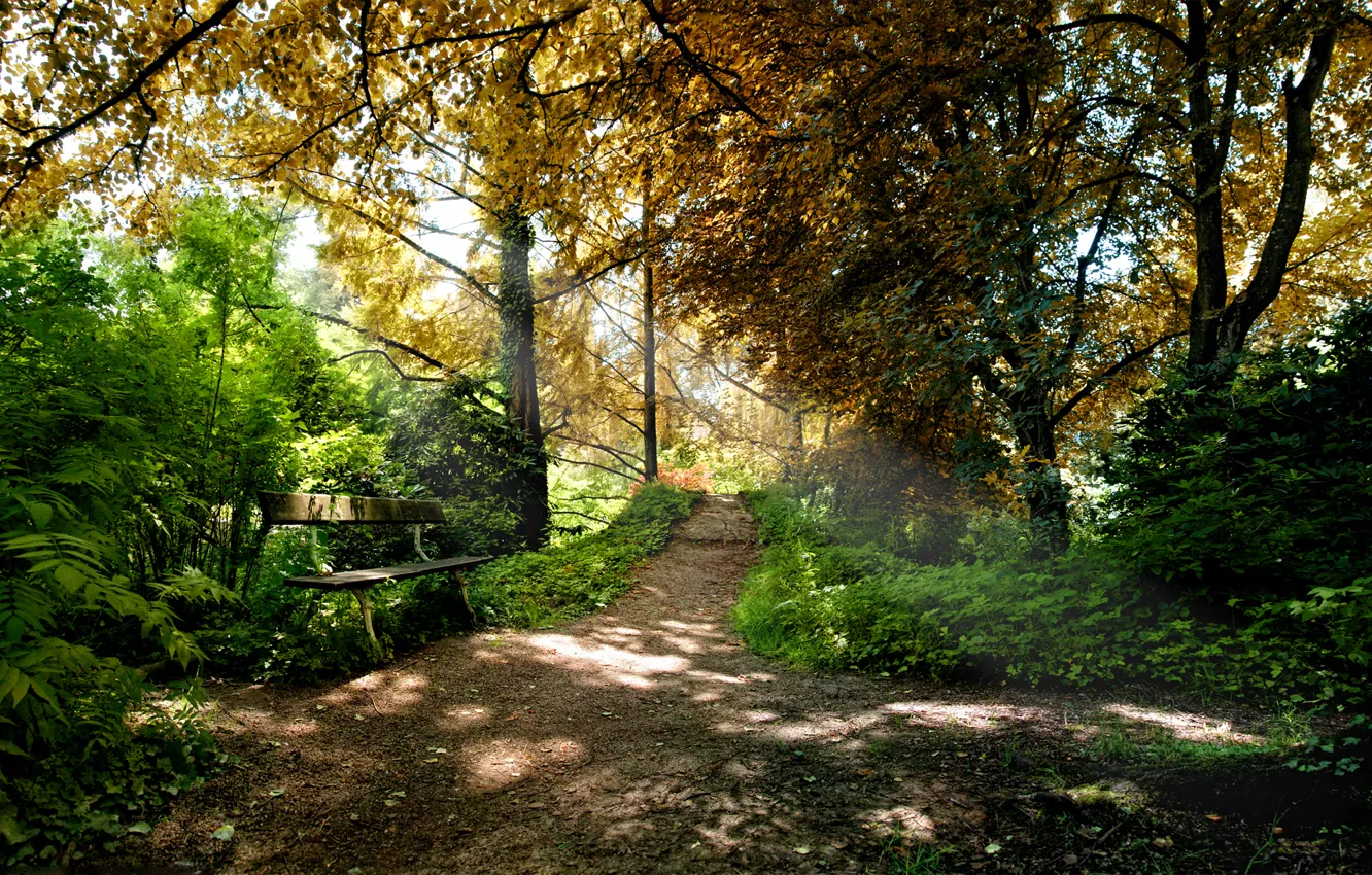 Фото обои лес, листья, деревья, скамейка, природа, парк, скамейки, сидения