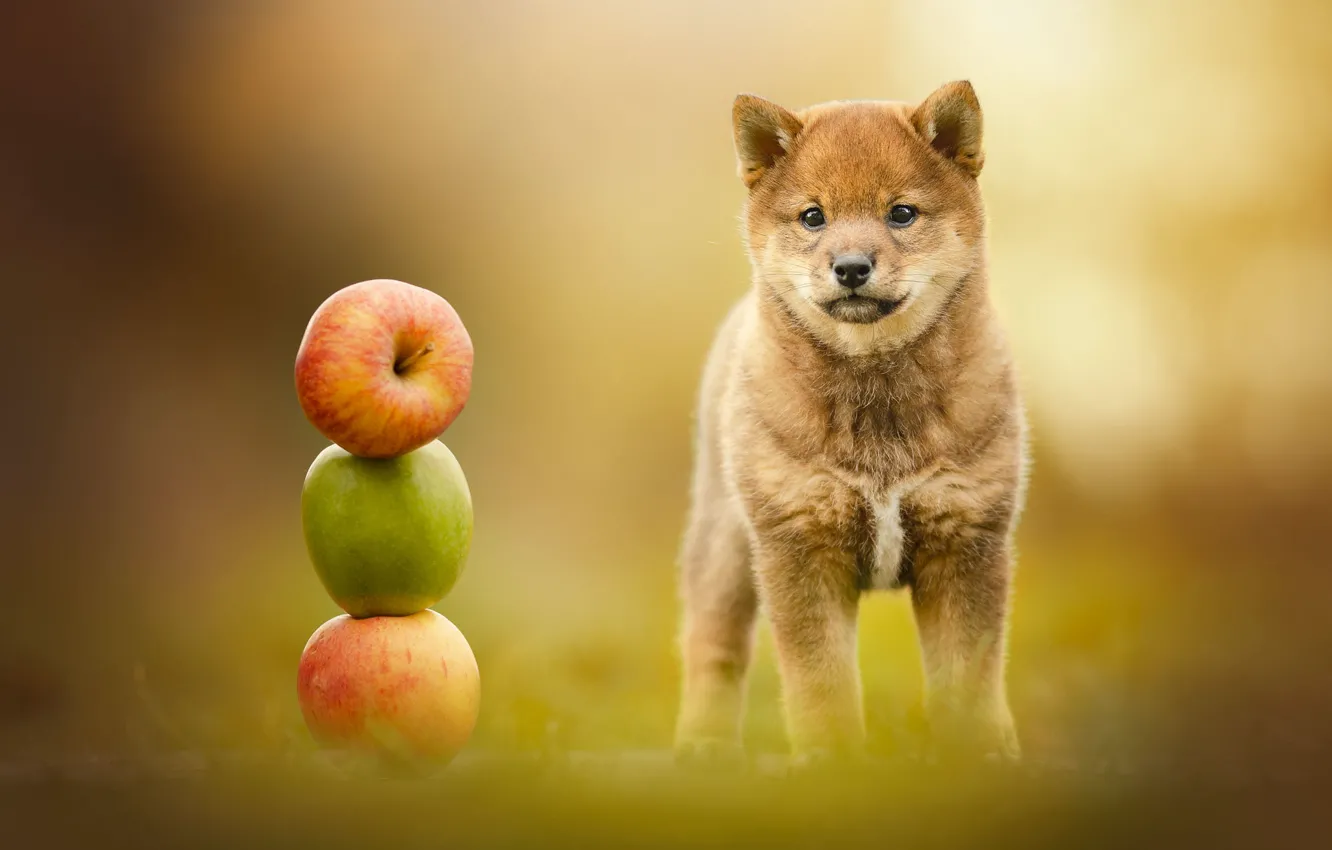 Фото обои фон, яблоки, собака, щенок, Сиба-ину