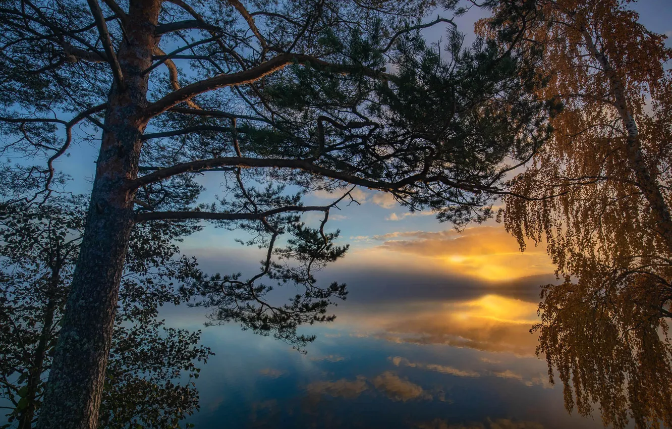 Фото обои небо, деревья, берёза, сосна, Финляндия, Finland, Southern Savonia, Южное Саво