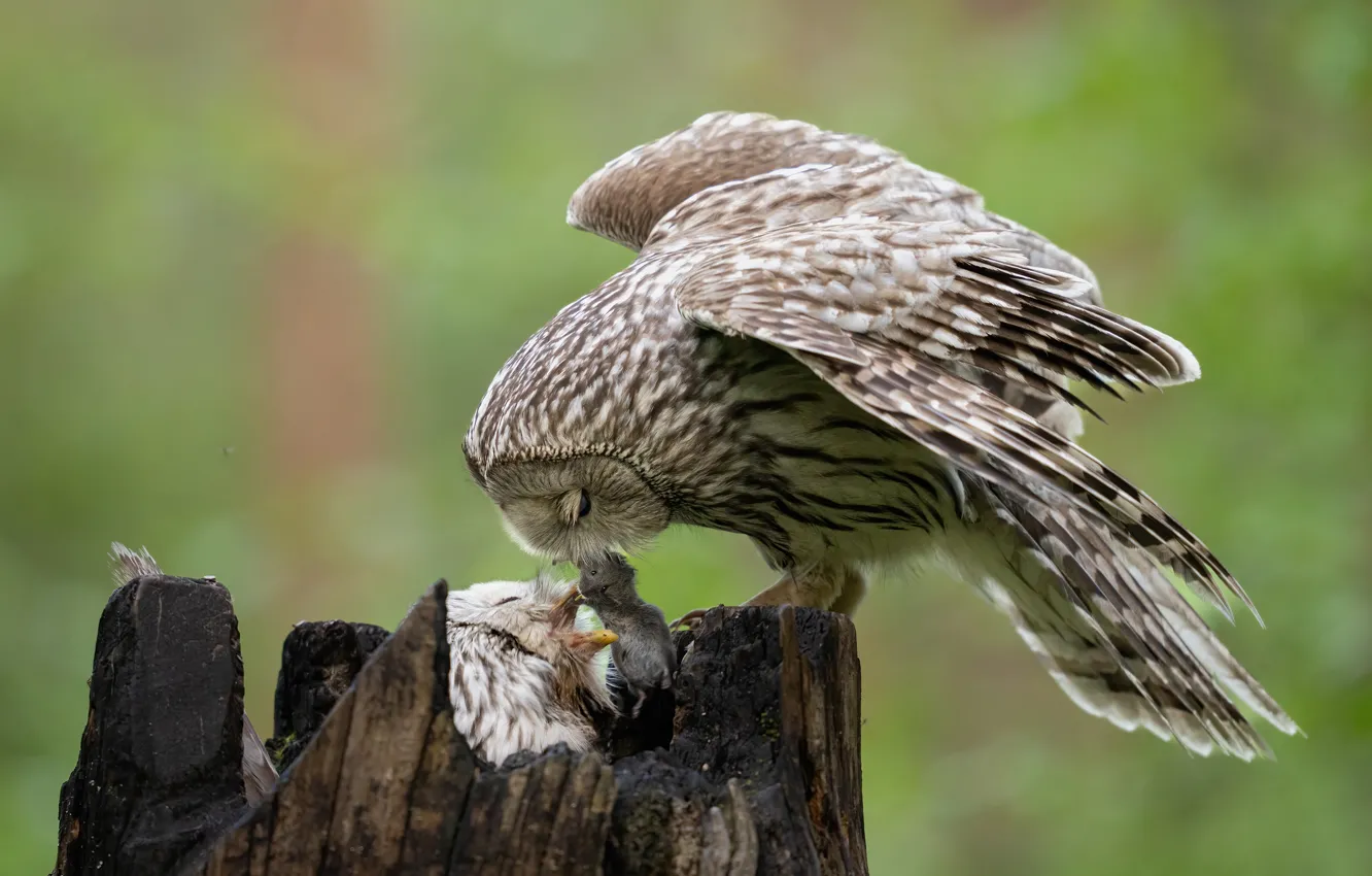 Фото обои сова, мышь, добыча, совенок