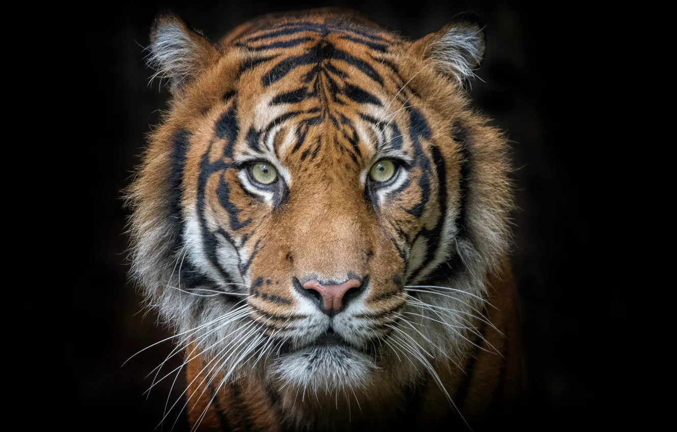 Фото обои глаза, морда, тигр, портрет, хищник