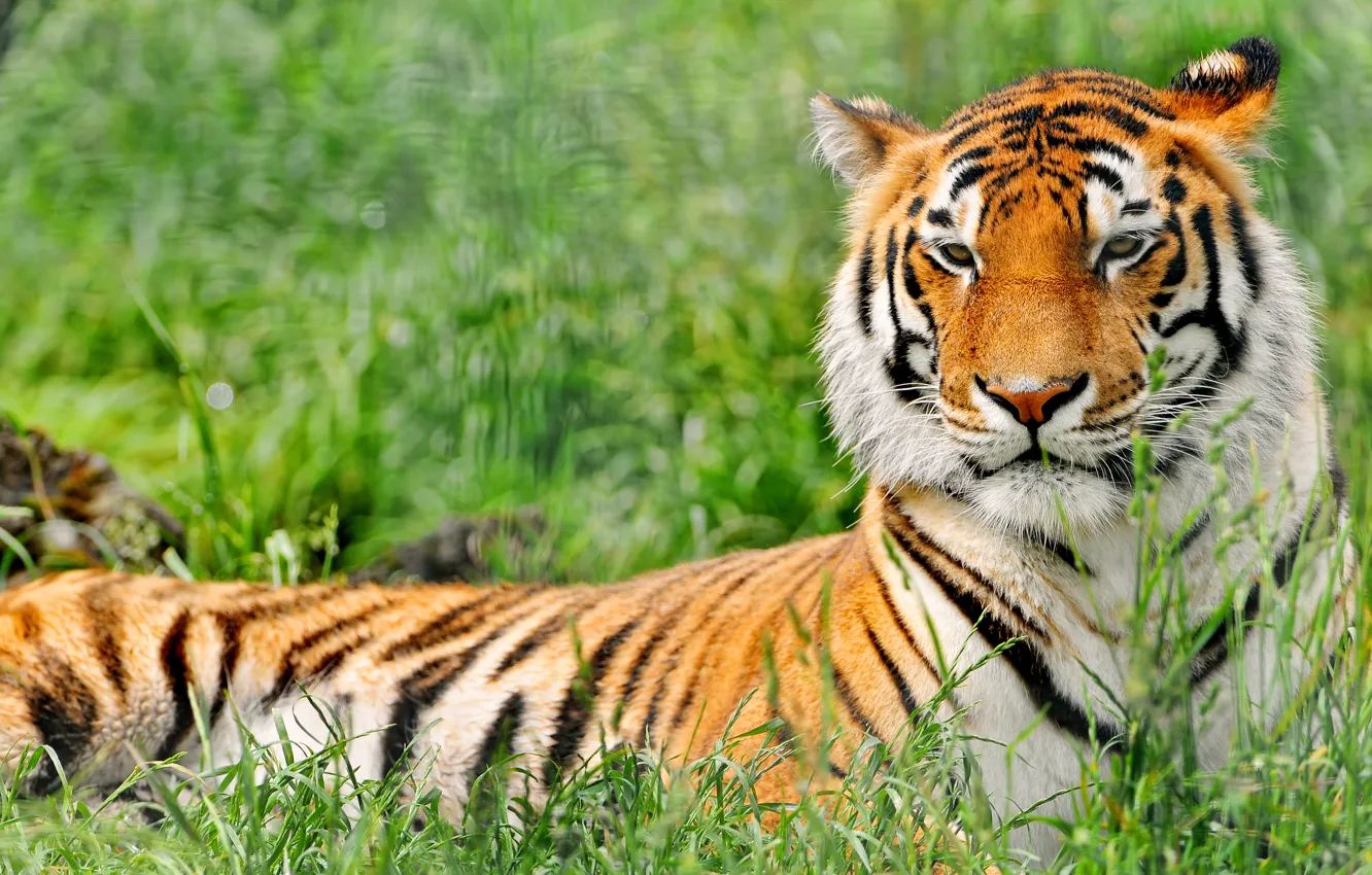 Фото обои трава, тигр, отдых