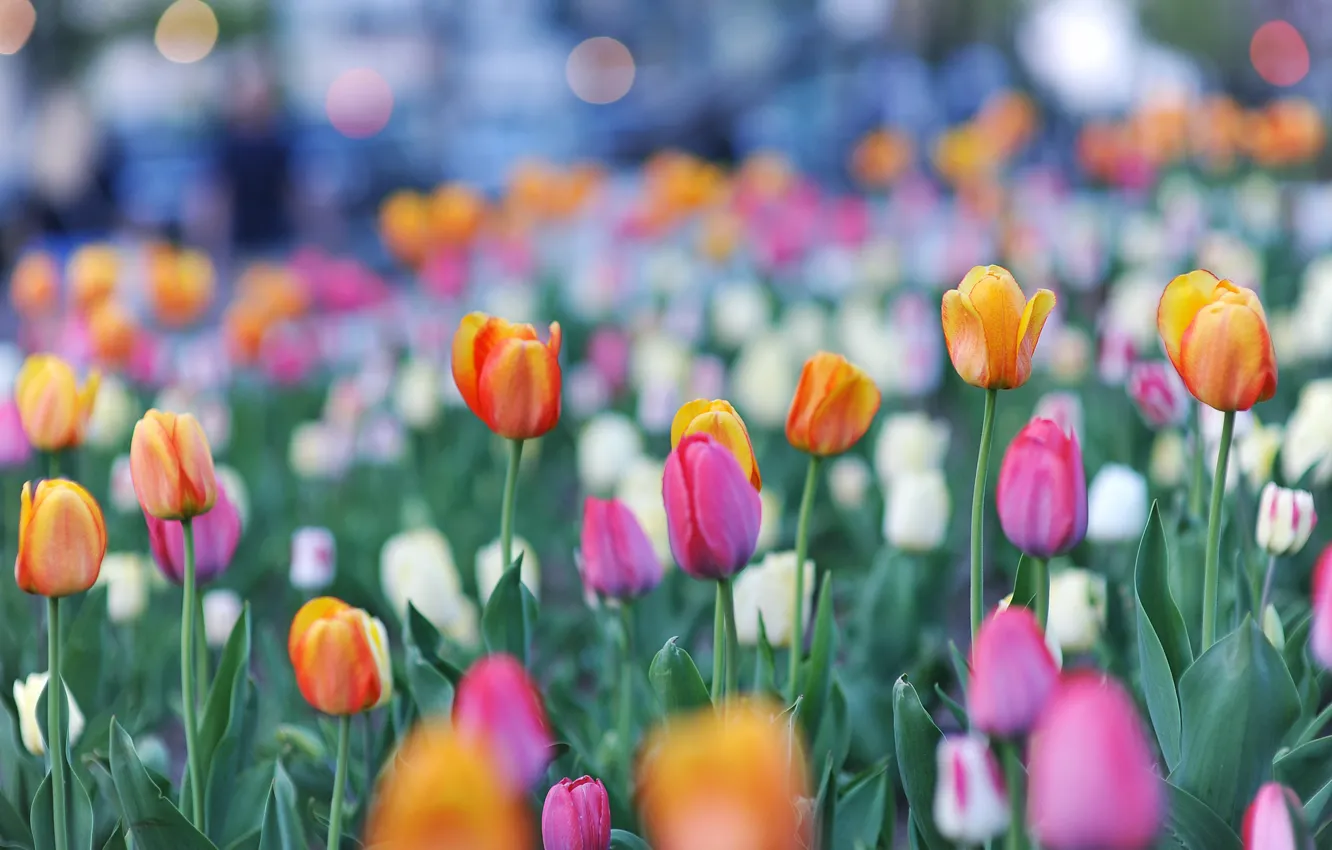 Фото обои тюльпаны, бутоны, разноцветные, боке