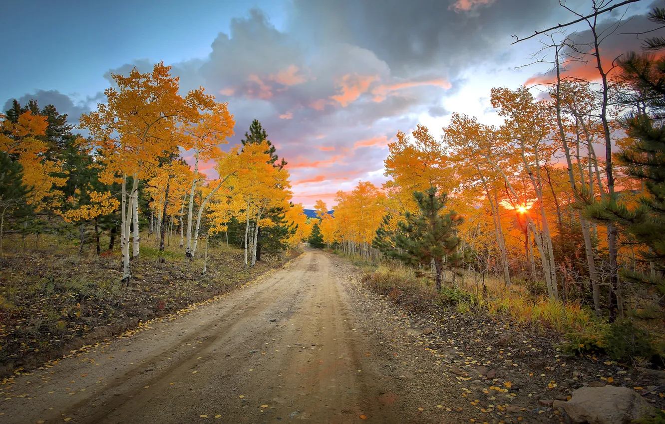 Фото обои дорога, осень, листья, деревья, природа, камень