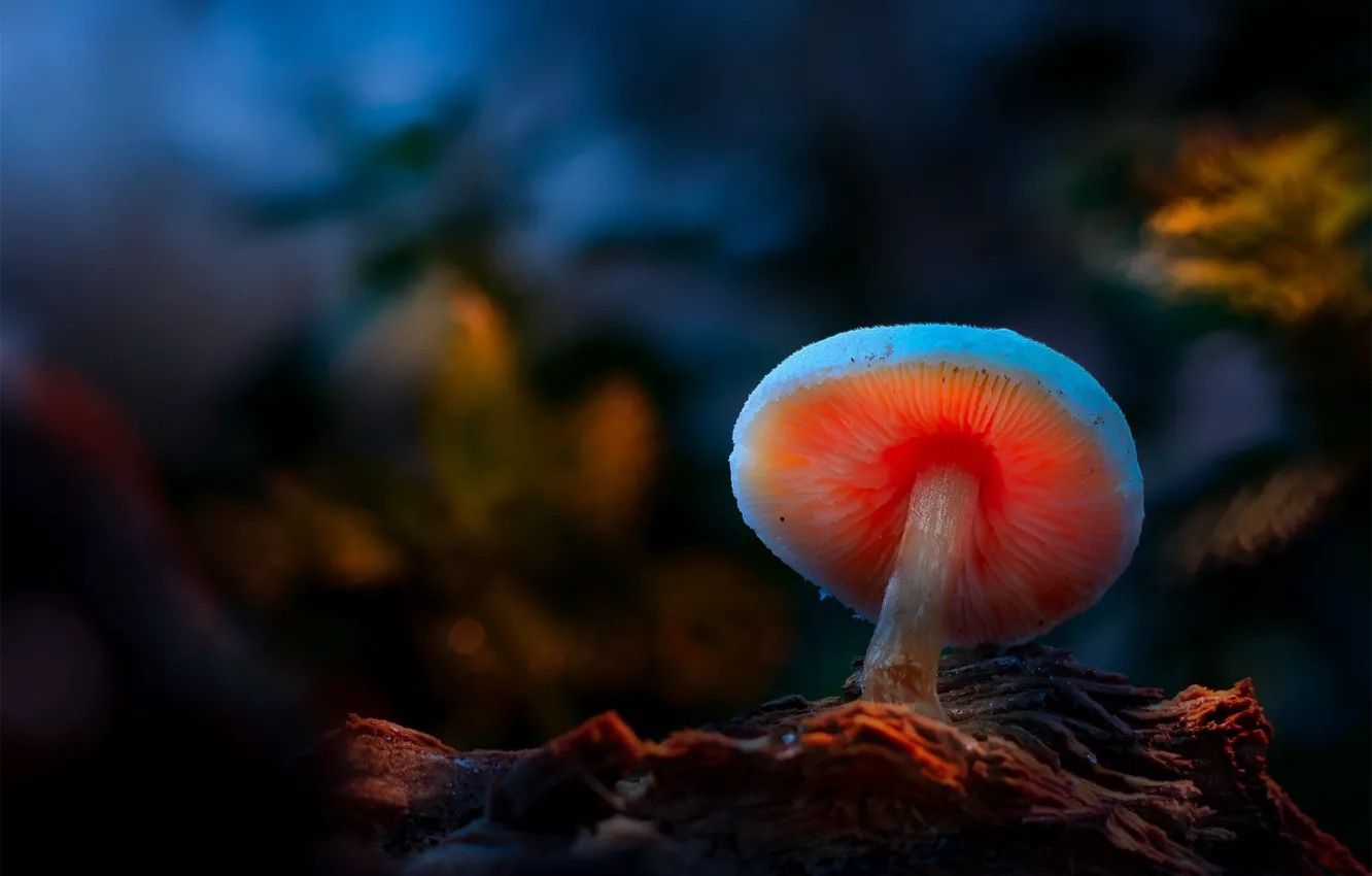 Фото обои dark, mushrooms, light painting, Dark beauty