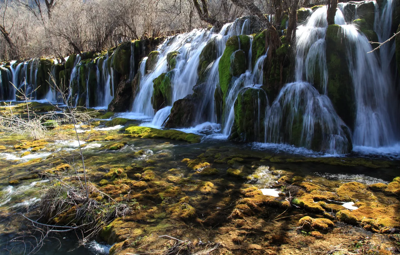 Фото обои деревья, водопад, мох