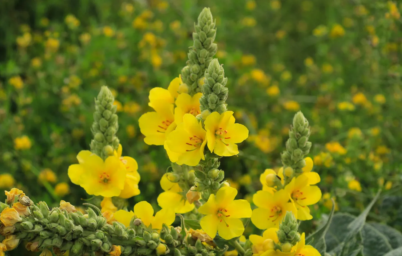 Фото обои flower, yellow, meadow